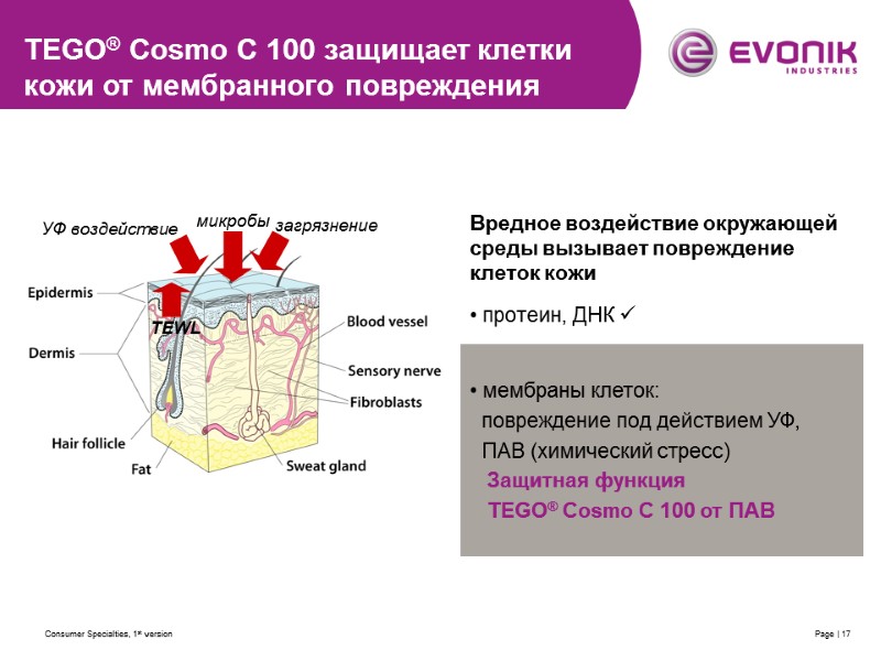 Consumer Specialties, 1st version Page | 17 Вредное воздействие окружающей среды вызывает повреждение клеток